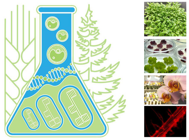 conference-cytobiology-and-plant-biotechnology